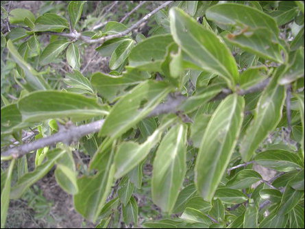 Webera tetrandra