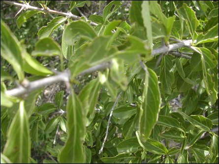 Webera tetrandra
