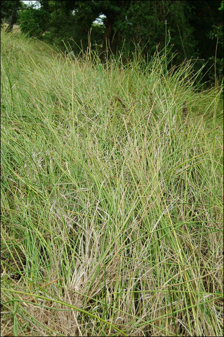Poththu (pan) grass (Scleria oryzoides)